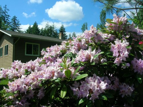 Amazing Springtime in Port Orchard